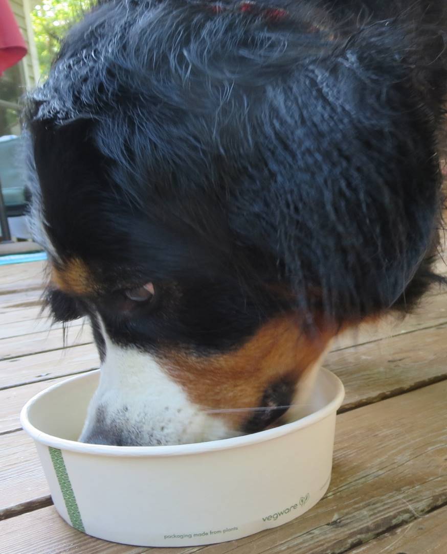 Bernese Mountain Dog Eating from Vegware™ 32-oz Compostable Bowls 